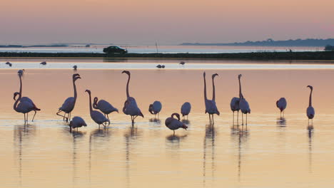 Flamingos-eating-in-a-barrier-pond-and-doing-courtship-with-car-driving-in-back
